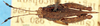 CollectionObject 1505115; 03a5955c-9943-4997-90e0-a59ce9e2b5e0: male, dorsal view. (CollectionObject).