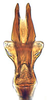 Aedeagus, ventral view on Arahura Knight, 1975: Arahura reticulata, aedeagus, caudally (BMNH). (Observation).