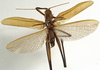 CollectionObject 1529784; 023177d5-847d-4548-a886-37a382c03b00: male, dorsal view (holotype). (CollectionObject).