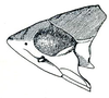 Head: !! display not done !! on Memnonia Ball, 1900: Memnonia brunnea, male, head, laterally. (Observation).