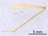 CollectionObject 1523108; b57afcf4-05fa-4197-af9d-3b5c8bcace13: Male, hindleg (holotype). (CollectionObject).