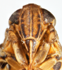 Head: !! display not done !! on Nothodelphax lineatipes (Van Duzee, 1897): (Observation).