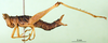 CollectionObject 1500924; fd615313-ac80-440d-8e0d-b263c78c20c8: female, lateral view (holotype). (CollectionObject).