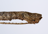 Isagoras asperus (Bellanger & Conle, 2013): copyright O. Conle. female: end of abdomen, lateral view (paratype). (Otu).