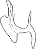 Aedeagus, lateral view on Arboridia (Arboridia) potentillae (Moravskaja, 1948): Aedeagus, lateral view. (Observation).