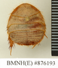 CollectionObject 1572931; 70c634fb-f7c8-47ed-aa48-dc5ade6cb4ec: Copyright Natural History Museum, London. Non-type (adult female) in BM(NH). Dorsal view. (CollectionObject).