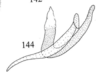 Aedeagus, lateral view: !! display not done !! on Tumecauda magnifica (Strümpel, 1988): (Observation).