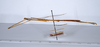 CollectionObject 1557317; f2ab634a-5114-423e-b538-a7a09412d136: copyright ANSP. male, lateral view (holotype). (CollectionObject).