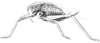 CollectionObject 1505756; ee2a8d26-a174-4663-b790-ae8baa894cb9: Pl. 1, Fig. 5. female habitus (Echinacris hispida; body length 50 mm, pronotum 20 mm, hind femur 30 mm). (CollectionObject).
