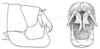 Onychopygia panamensis Beier, 1962: Fig. 7. male abdomen tip. (Otu).