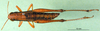 CollectionObject 1501267; 45626a1e-990b-4ef4-bd62-cf332e90669f: female, dorsal view (paralectotype). (CollectionObject).
