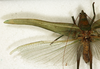 CollectionObject 1531473; 291a1cf9-8094-4906-835d-e1a6b85d0530: male, dorsal view (syntype of Conocephalus nigropunctatus). (CollectionObject).