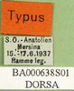 CollectionObject 1501429; 2e26b998-c83a-4d80-938b-71c5e161be7b, DORSA BA000638S01: labels (holotype). (CollectionObject).