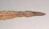 CollectionObject 1559624; NHMUK(SF IMPORT DUPLICATE) 844658, 15df20e6-7784-4c63-aa78-81f965258aae: copyright Natural History Museum, London. female: end of abdomen, dorsal view (lectotype). (CollectionObject).