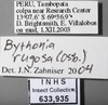 Other on Bythonia rugosa (Osborn, 1923): Labels. (Observation).