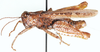 Rhodesiana cuneicerca Johnsen, 1980: male, lateral view. (Otu).