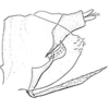 Pygofer, lateral view on Coccineasca coccinea (Fitch, 1851): Genital capsule, lateral view. (Observation).