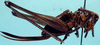 Pediodectes nigromarginatus nigromarginatus (Caudell, 1902): female (holotype). (Otu).