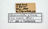 CollectionObject 1567873; 8b1928e4-9846-4380-9327-56d5beffceeb: male, labels (no type). (CollectionObject).