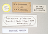 CollectionObject 1563724; NHMUK(SF IMPORT DUPLICATE) 845104, dd142139-5651-4520-a8bd-d2247932a6c2: copyright Natural History Museum, London. female, data labels (paratype). (CollectionObject).
