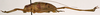 CollectionObject 1534646; 62a2855f-7259-4947-8b03-635db8948eb0: male, lateral view (holotype). (CollectionObject).