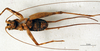 CollectionObject 1477810; 2a40f9dc-0abc-4a05-ae92-262378e59317: male, ventral view (holotype). (CollectionObject).