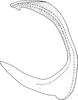 Aedeagus, lateral view on Ederranus sachalinensis (Matsumura, 1911): Aedeagus, lateral view. (Observation).