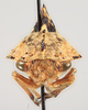 Head: !! display not done !! on Heliria fitchi Ball, 1925: (Observation).