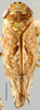 Habitus, dorsal view: !! display not done !! on Frequenamia spiniventris (Linnavuori, 1955): Frequenamia spiniventris, dorsal habitus (NMNH). (Observation).