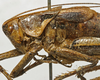 male pronotum, lateral view (paratype). Depicts CollectionObject 1536001; 0b02ec51-0a52-4db5-a02d-31074121452f, a CollectionObject.