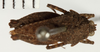 CollectionObject 1571066; 22efaac3-d0fd-4ca1-b309-ce74d74ebcc8: female, dorsal view (syntype). (CollectionObject).