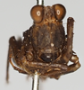 CollectionObject 1578101; NNM 250, 3a594172-3791-42d4-bedf-661b8922f691: male, frontal view (syntype). (CollectionObject).