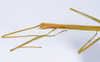 CollectionObject 1579412; 6c118a06-2a35-45a2-9e46-129f5e2d0fac: copyright ANSP. female: head & thorax, dorsal view (paratype). (CollectionObject).