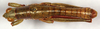 CollectionObject 1499416; a244e93d-e043-4561-a1d8-b569e0934018: male, dorsal view (holotype). (CollectionObject).