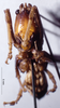CollectionObject 1532843; NMW 3226150, 88d8f7aa-369a-4cdc-b1b6-e51fb5d9441d: male nymph, frontal view (Odontocoryphus pullus). (CollectionObject).