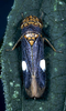 Live specimen: !! display not done !! on Oncometopia (Oncometopia) orbona (Fabricius, 1798): Oncometopia orbona @ U.S.A., by R. Rakitov. (Observation).