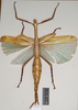 CollectionObject 1558764; NHMUK(SF IMPORT DUPLICATE) 845026, 14cbf547-37fc-464b-9a0f-319475a10c0f: copyright Natural History Museum, London. female of synonym Eurycnema magnifica (holotype). (CollectionObject).