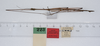 CollectionObject 1561638; ca7deb07-2648-450a-8683-7f3d5d29bbc7: copyright ZMUH, Hamburg. male, lateral view of synonym Clitumnus laevigatus (syntype). (CollectionObject).
