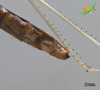 CollectionObject 2250047; Unioeste Cascavel K-1181, d5ed0d7f-b1de-4d1d-bcfc-026ca697abab: Male, terminalia in lateral view. (CollectionObject).