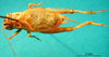 CollectionObject 1530872; 2e77056e-37da-48c1-8aaf-208765f58481: male, dorsal view (paralectotype). (CollectionObject).