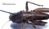 CollectionObject 1532102; 021bab97-6540-4ecf-bfdf-0493944579a1: female, dorsal view (syntype). (CollectionObject).