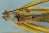 CollectionObject 1532247; 7b8acfe9-079a-4ec7-a2e8-9fde0755c010: male stridulatory area, dorsal view (lectotype). (CollectionObject).