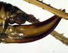 CollectionObject 1500339; 474ebcfc-33a3-410f-b1aa-2b6e9f439f63: ovipositor (holotype). (CollectionObject).