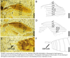 Grammoderma insolitum Yin, Shih, Engel & Ren, 2024: Grammoderma insolitum, male. (Otu).
