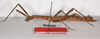 CollectionObject 1560203; dfbbd8a8-bc06-4456-b729-bfed6cc1503f: copyright ZMB, Berlin. female, lateral view of Promachus lobatipes (syntype). (CollectionObject).;CollectionObject 1560204; ea6c4cc5-cf97-4d39-93e4-7f27dc78540c: copyright ZMB, Berlin. female, lateral view of Promachus lobatipes (syntype). (CollectionObject).