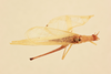 CollectionObject 2066832; e53fc876-4017-4b78-9baf-8be4077374fb, NHMUK015982406: male, dorsal view (paratype). (CollectionObject).