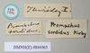 CollectionObject 1560273; 6ce14ac0-25f6-45dd-a0c7-f2e51e329f2b, NHMUK(SF IMPORT DUPLICATE) 844965: copyright Natural History Museum, London. female, data labels (holotype). (CollectionObject).