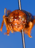 CollectionObject 1594398; 932f9df6-83b6-4bfc-9559-79c8120e562e: female, frontal view (allotype). (CollectionObject).