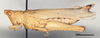 CollectionObject 1580370; 4fba012a-eaca-4828-b4bb-c4433ac2a9f0: female, lateral view (paralectotype). (CollectionObject).