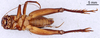CollectionObject 1522826; aefcff60-a245-465f-9b2c-ae4b286198fa: Male, ventral view (holotype). (CollectionObject).